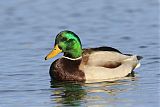 Mallardborder=